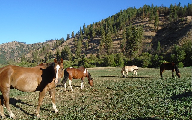 Eagle Creek Ranch Horses